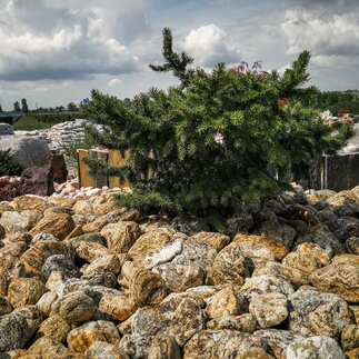 Ogród ozdobny z kamienia